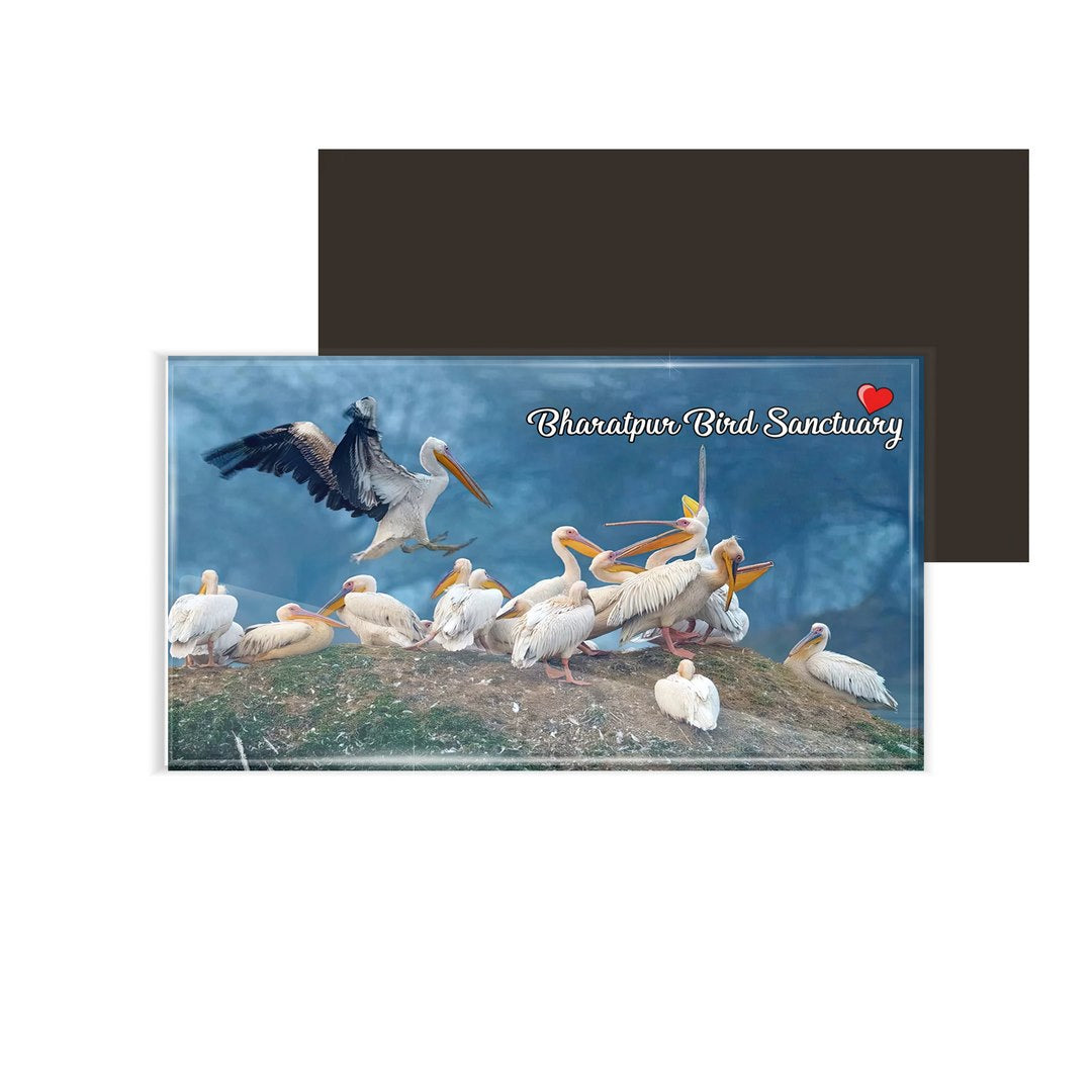 dhcrafts Fridge Magnet Rectangle Acrylic Glass (8.6 x 5.4 cm) Multicolor Rajasthan Bharatpur Bird Sanctuary Design Pack of 1
