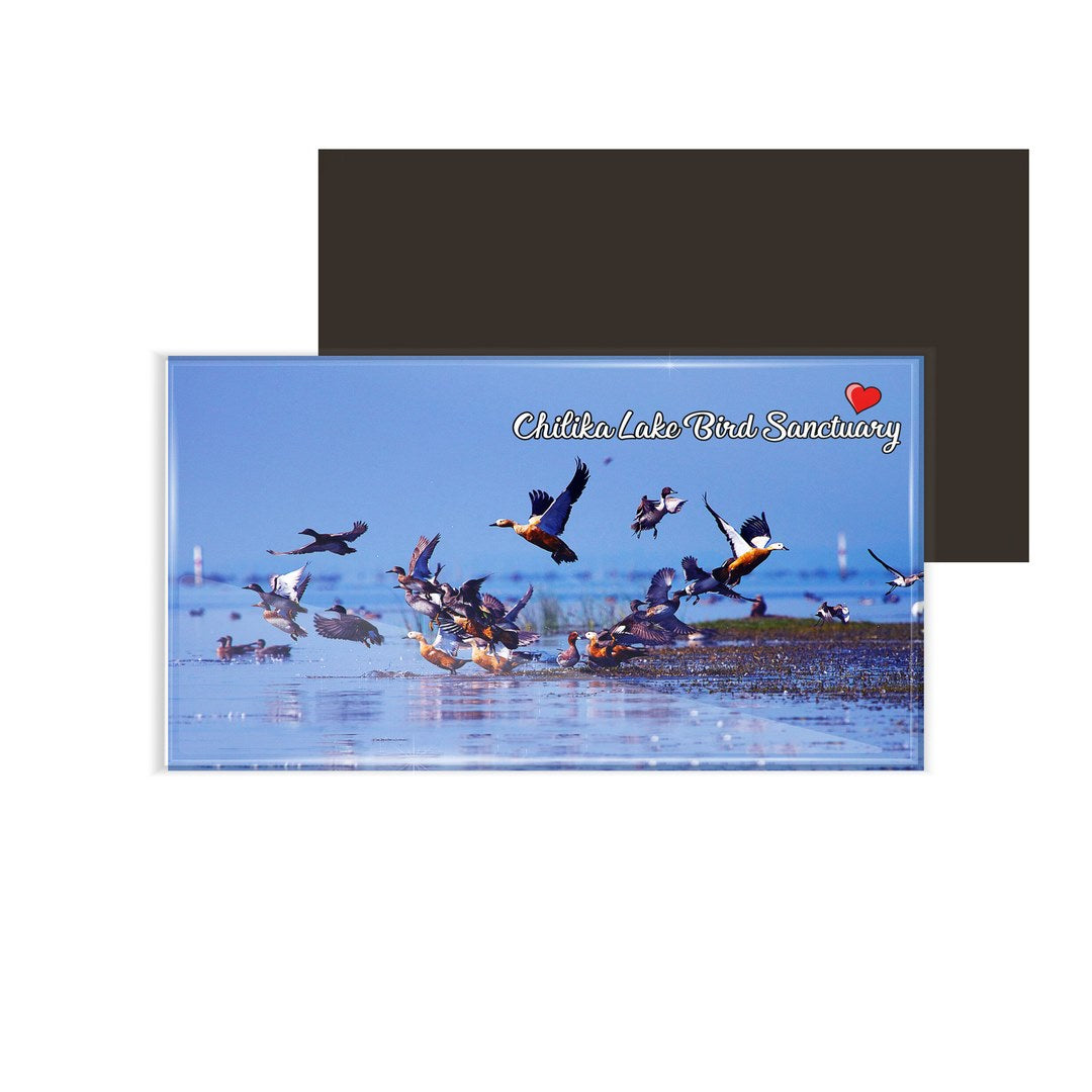 dhcrafts Fridge Magnet Rectangle Acrylic Glass (8.6 x 5.4 cm) Multicolor Odisha Chilka Bird Sanctuary Design Pack of 1