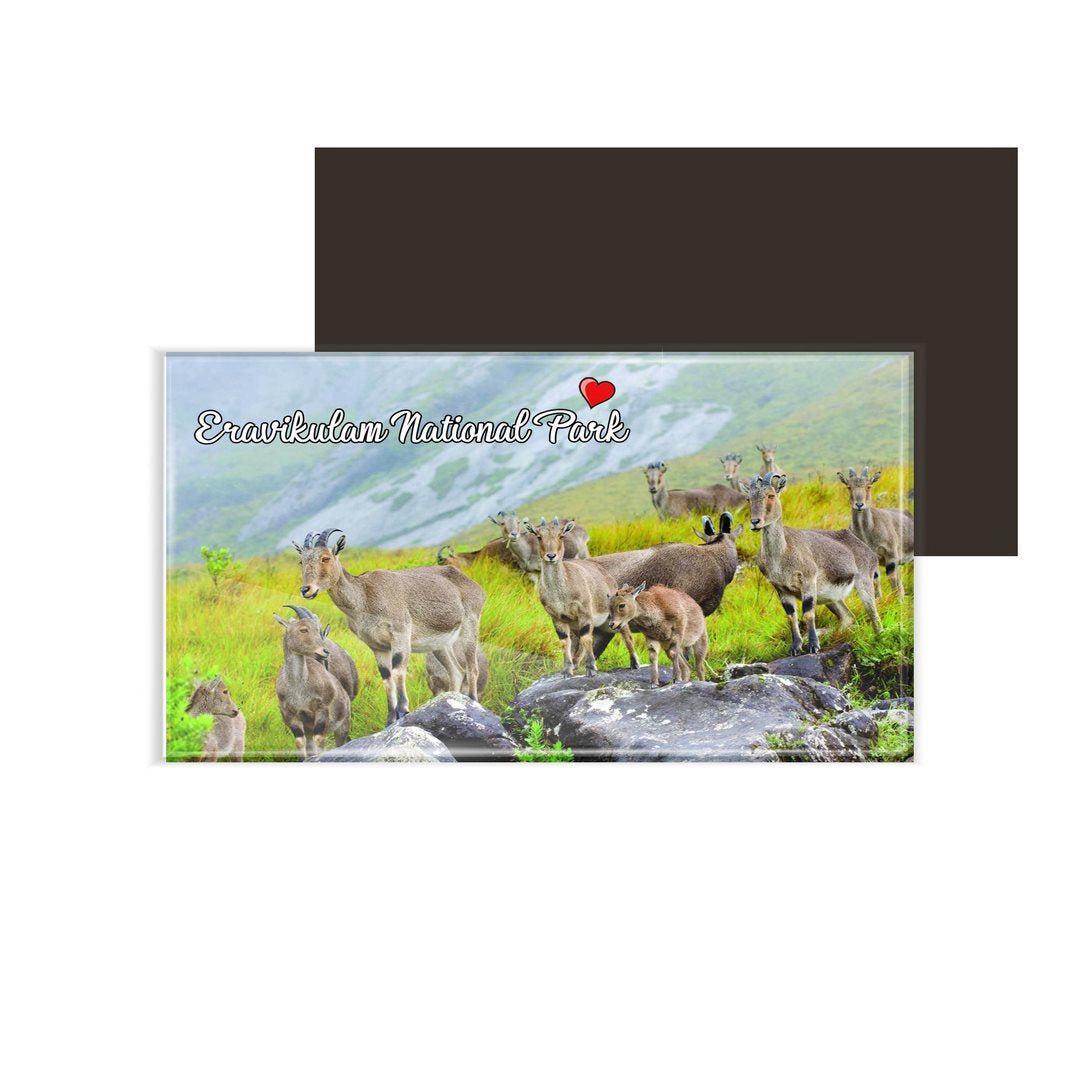 dhcrafts Fridge Magnet Rectangle Acrylic Glass (8.6 x 5.4 cm) Multicolor Kerala Eravikulam National Park Design Pack of 1
